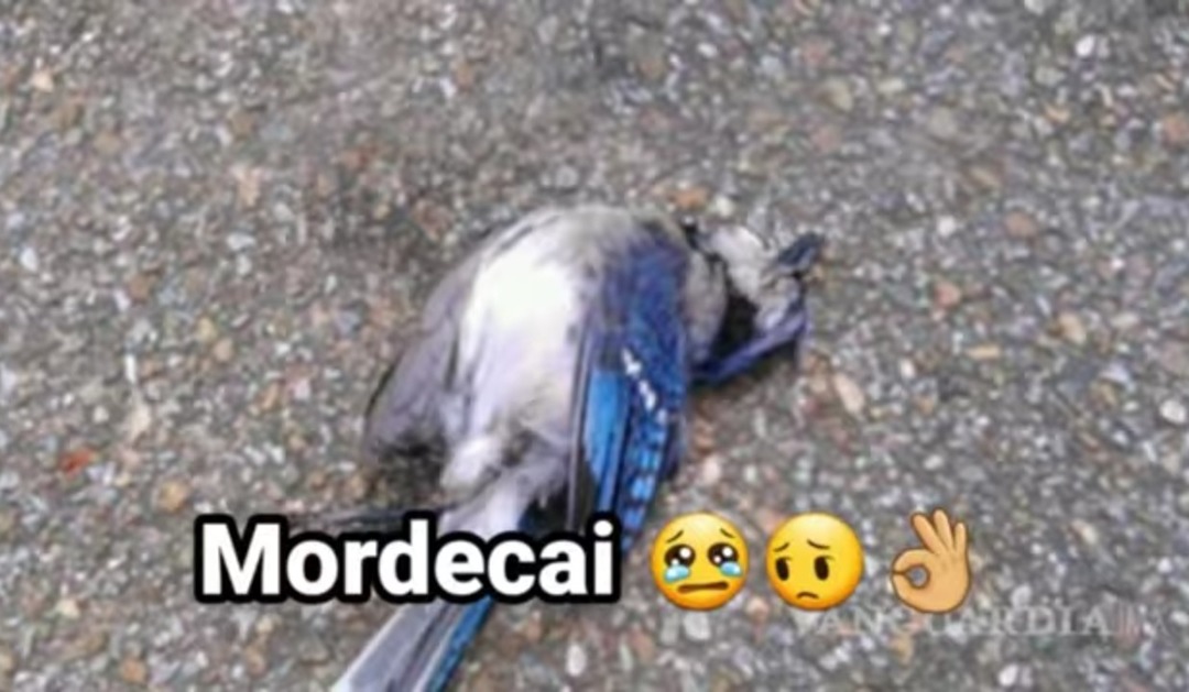 Mordecai - meme
