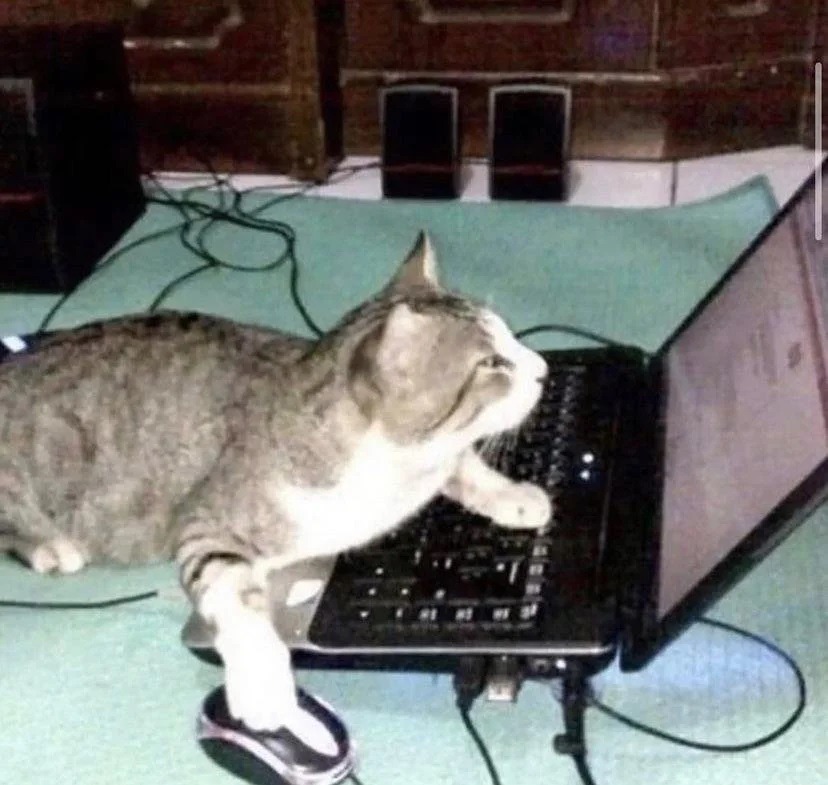 gato cibernetico - meme