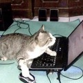 gato cibernetico