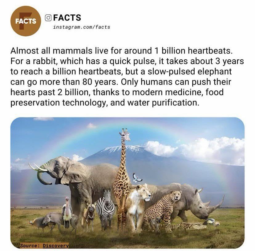 About mammals - meme