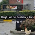 Brave chicken lol