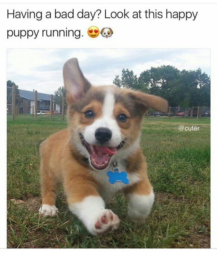 excited puppy meme