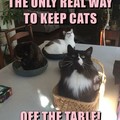 Cat traps