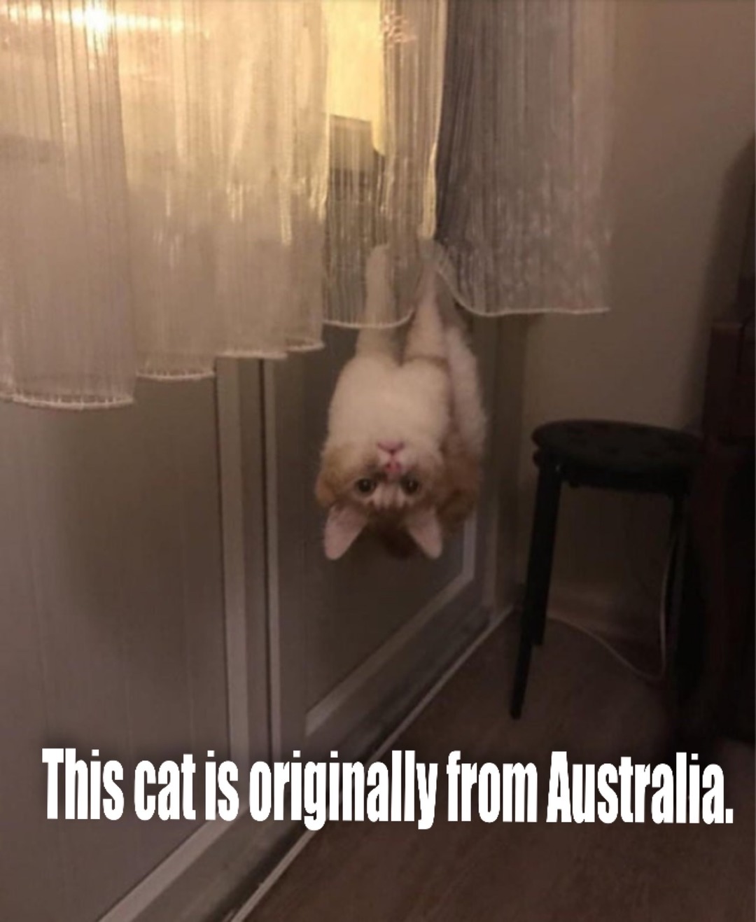 Cat is having a hard time adjusting to America. - meme