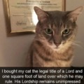 Cat Lord