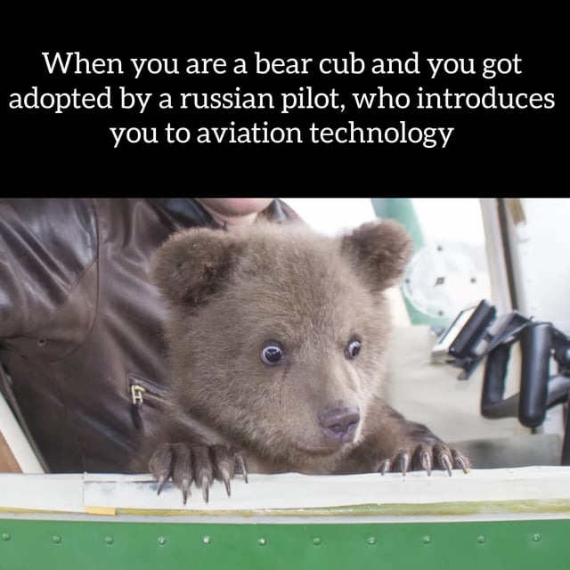 This bear is gonna be a russian pilot - meme