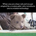 This bear is gonna be a russian pilot