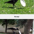 love that raven!