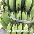 Snakey bananas...