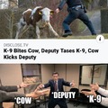 Cow kicks deputy