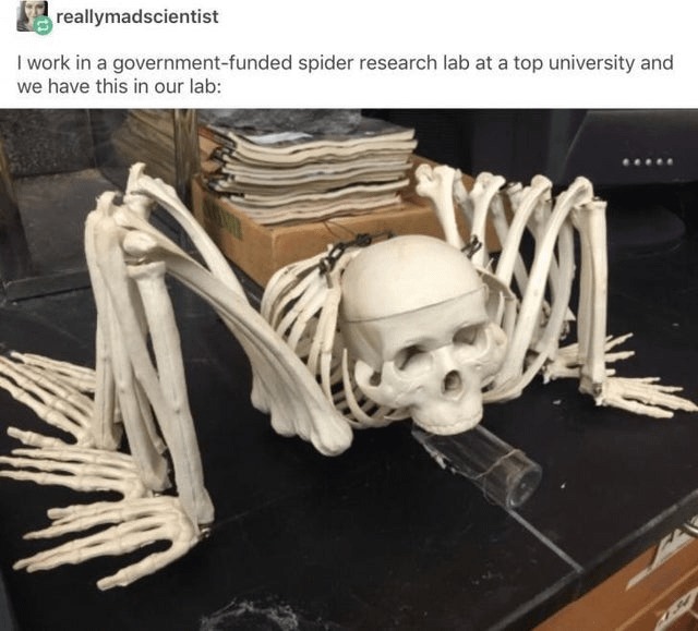 Cursed spider research lab - meme
