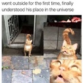 Cats are cute