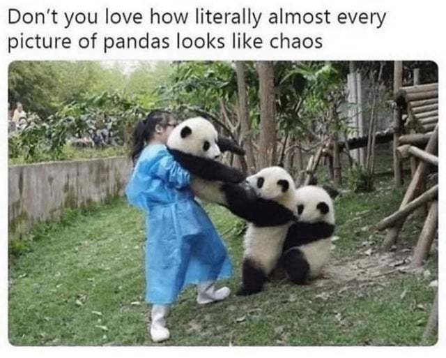 Don't you love how literally almost every picture of pandas looks like chaos - meme
