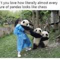 Don't you love how literally almost every picture of pandas looks like chaos