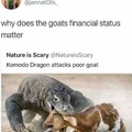 Komodo dragon's are nature's nuclear bombs change my mind