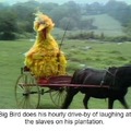 Big bird enjoys the suffering of others