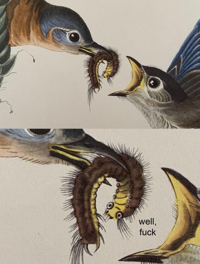 New meme template or what