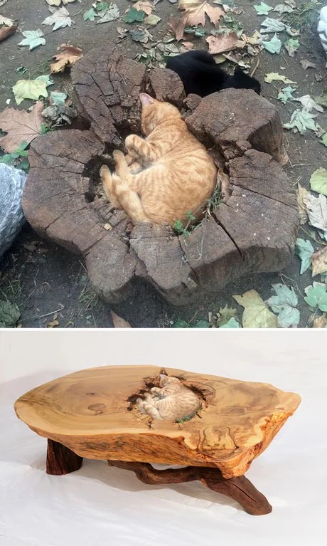 a table with a hole for your cat - meme