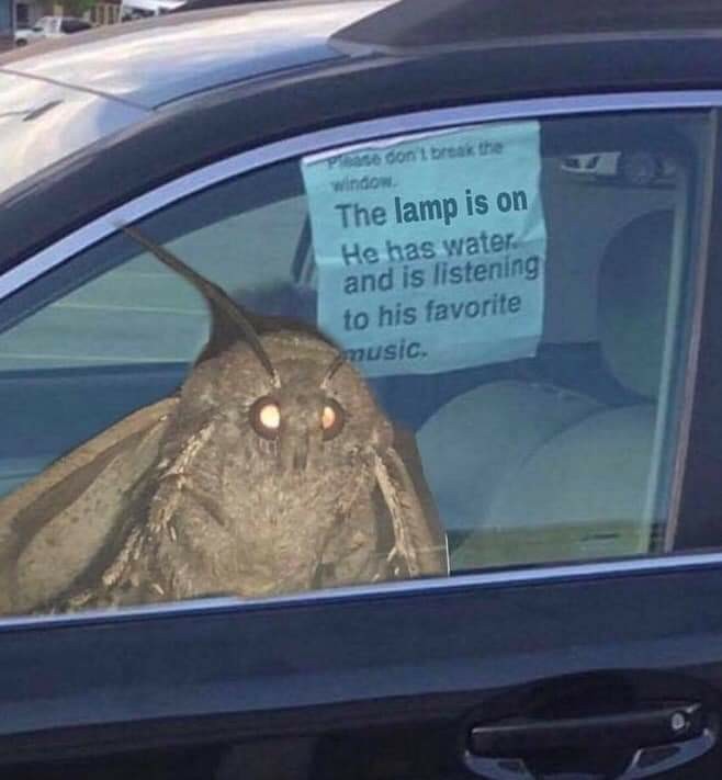 Lamp is all you need - meme