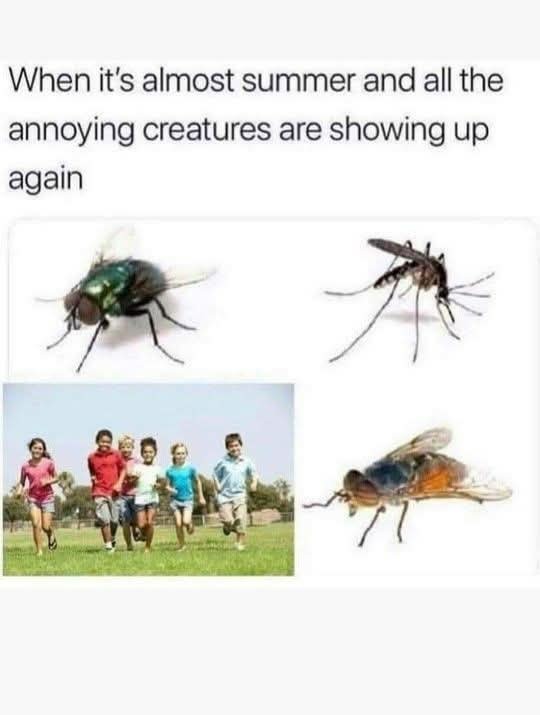 #3876555 - meme