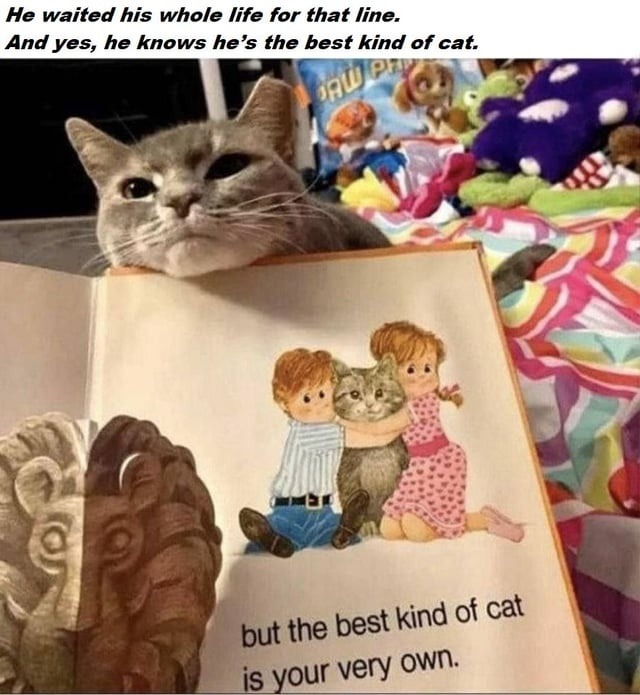 he waited his whole life to be told he’s the best kind of cat - meme