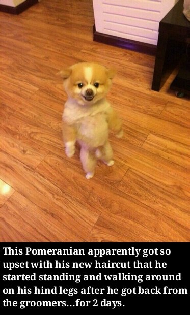 Pomeranian with new haircut - meme
