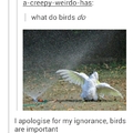 Birds