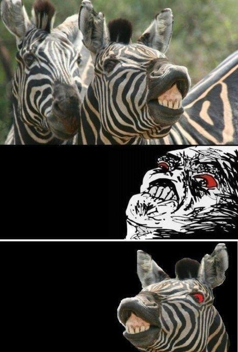 zebra rage  - meme