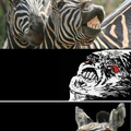 zebra rage 