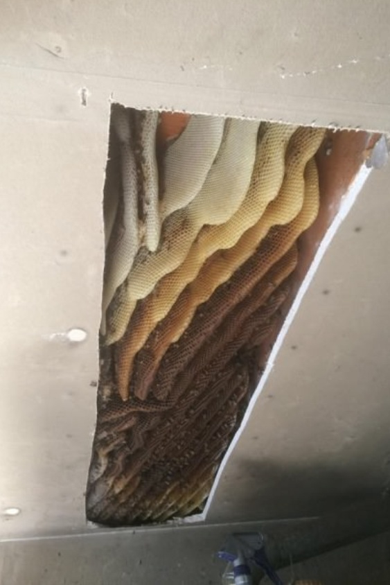 A man was complaining about a few bees, removal team found this in his ceiling - meme