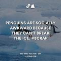 maybe the reason of the socially awkward penguin meme?