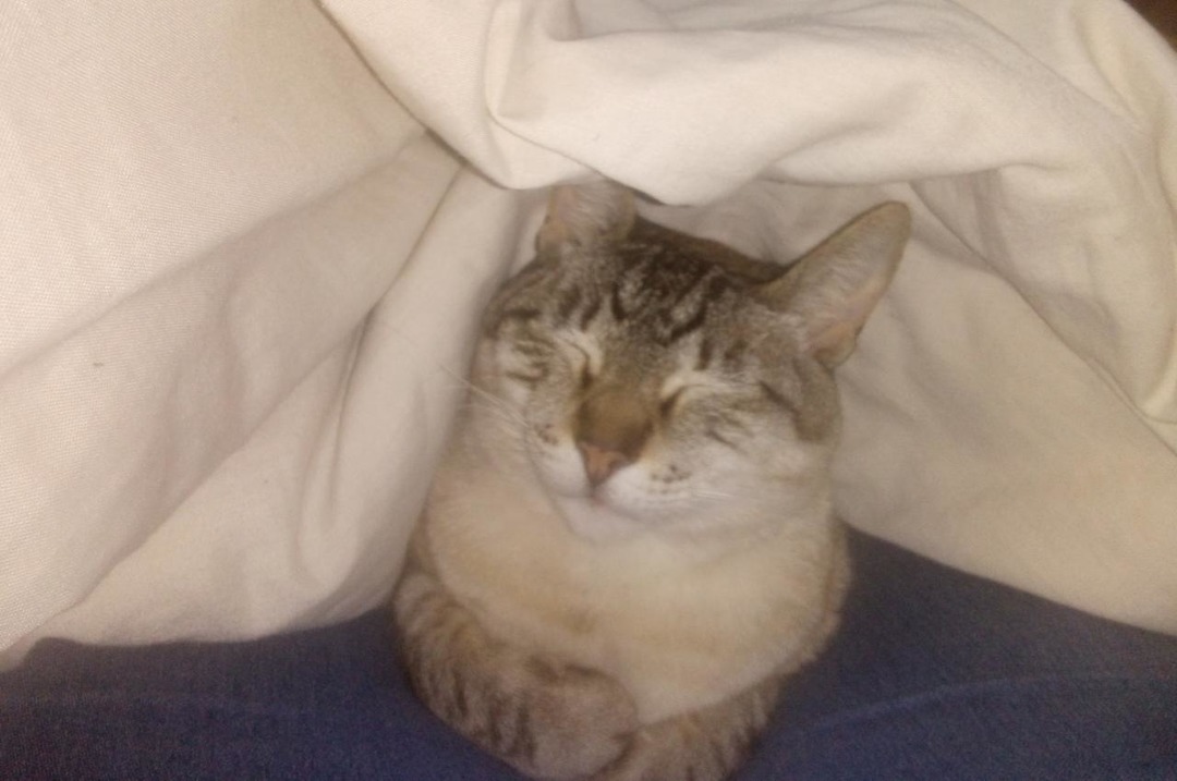 Este es mi gato abajo de una cobija se ve feliz - meme