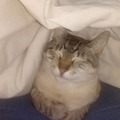Este es mi gato abajo de una cobija se ve feliz