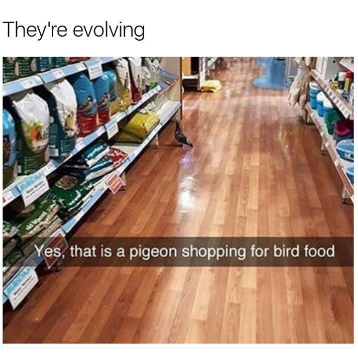 pigeons! pigeons everywhere...! - meme