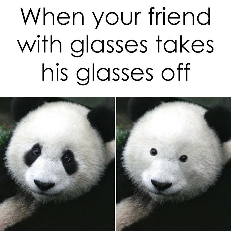 Panda blind - meme