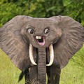 This is why elephants have eyes on the sides of their heads and mouths under their trunks
