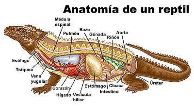 Anatomía del maricon de novagaycko - meme