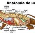 Anatomía del maricon de novagaycko