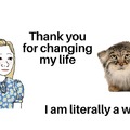 Wild cat meme