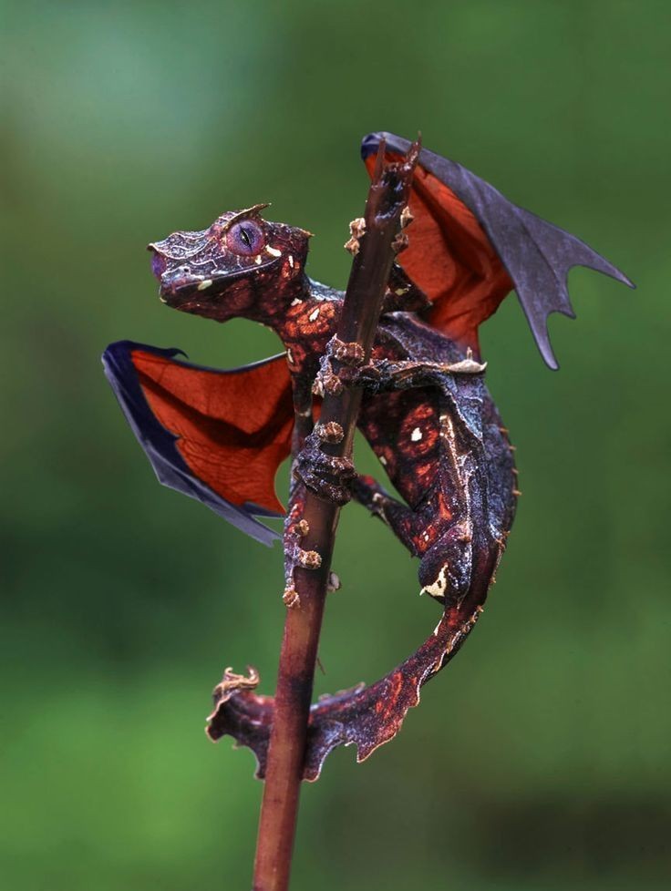 Dragons do exist!  The Satanic Leaf Tailed Gecko - meme