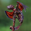 Dragons do exist!  The Satanic Leaf Tailed Gecko