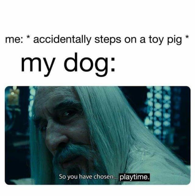 Wholesome doggos - meme