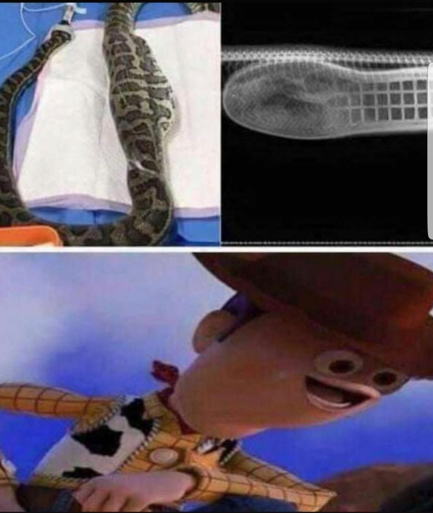 There's a boot in my snake - meme