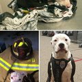 A puppy saved from a fire becomes a firefighter