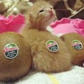 Kiwi fruit kitty