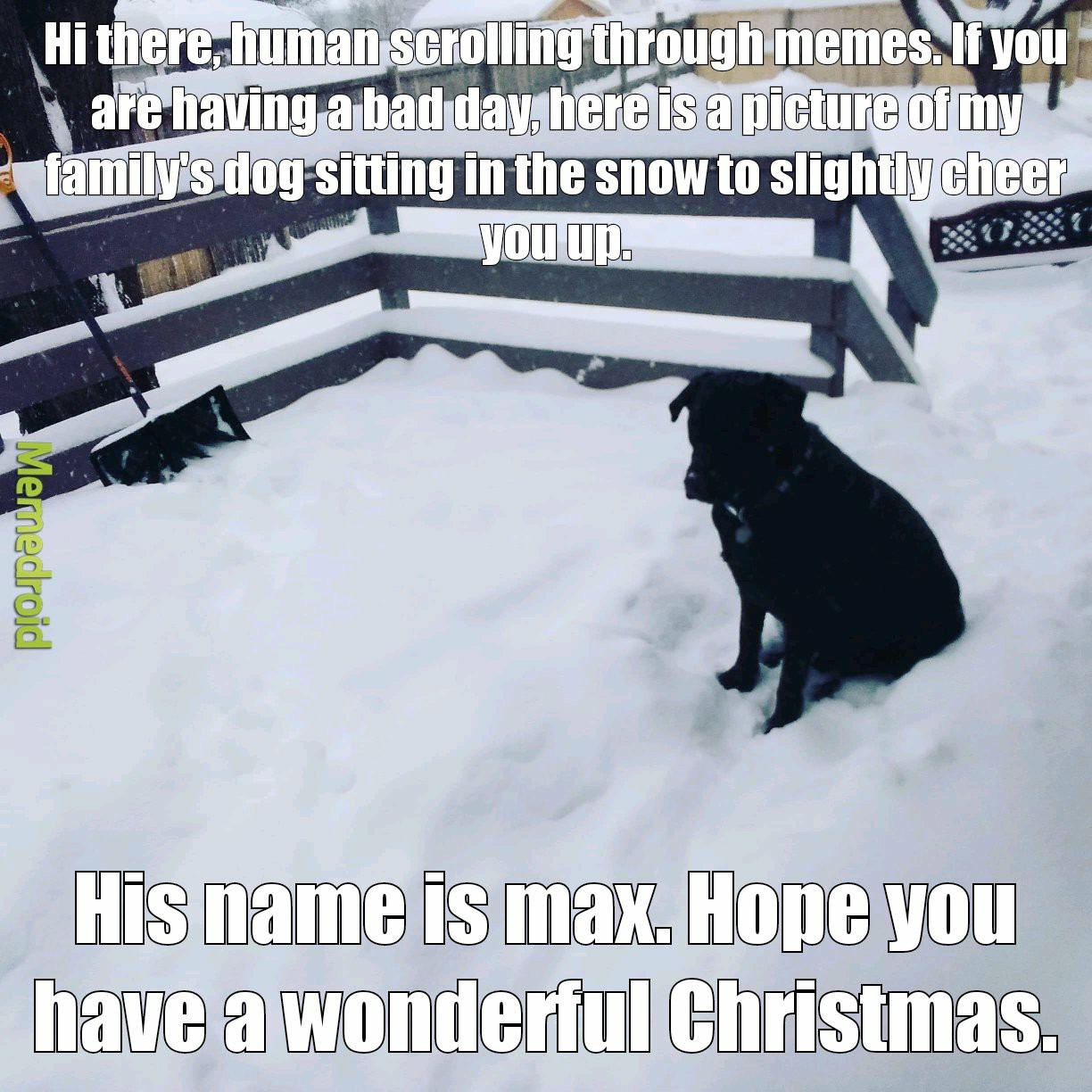 Christmas doggo - meme