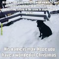 Christmas doggo