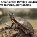 Heroes in a half shell!