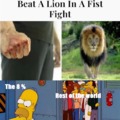 Lion vs Fist