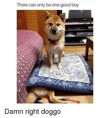 Savage doggo - meme